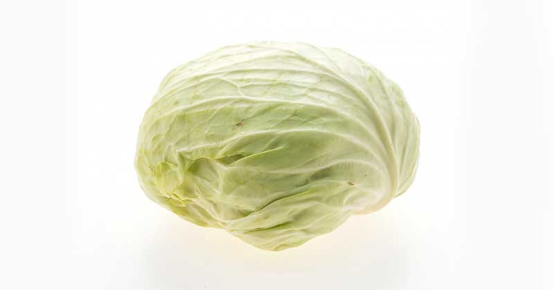 extremely beneficial cooling product Cabbage