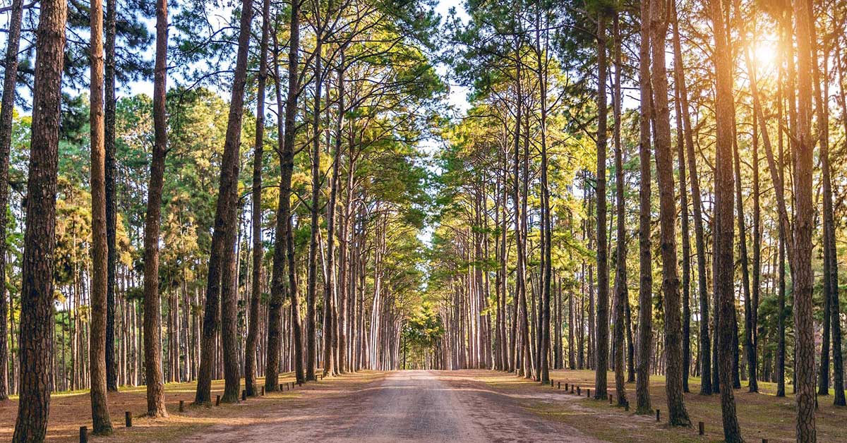 Forest Baths and the Human Connection with Nature