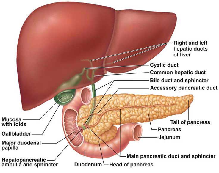 Gallbladder in the Digestive System