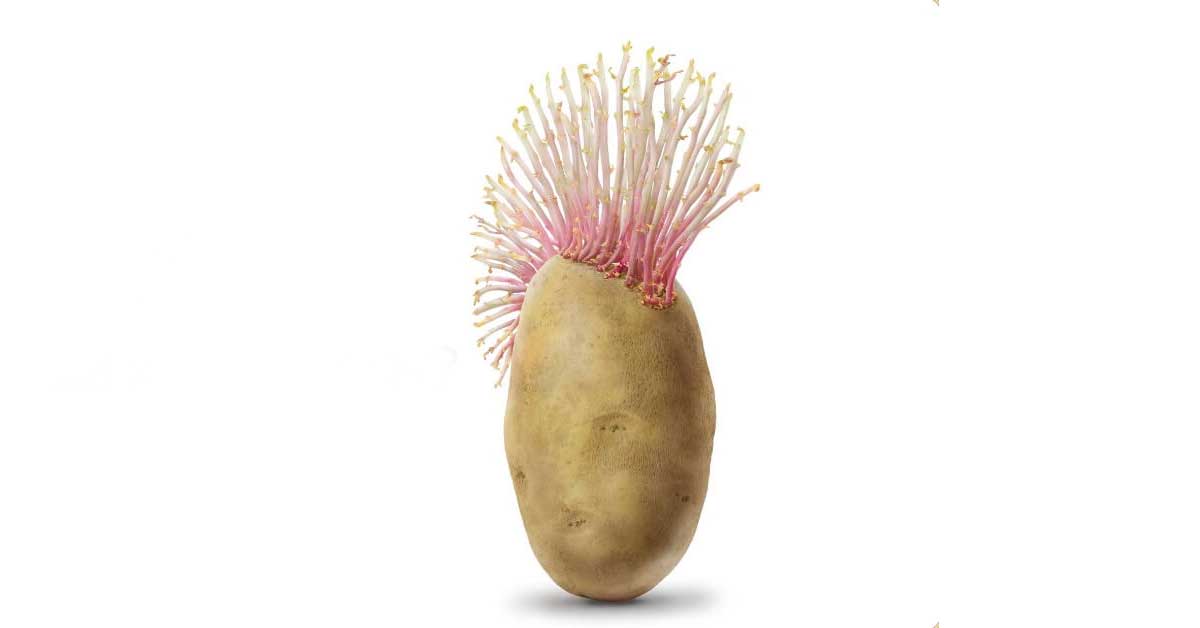 green sprouted potato
