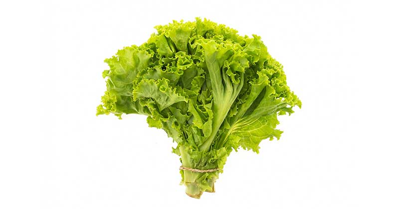 Lettuce - important for bone health and the immune system