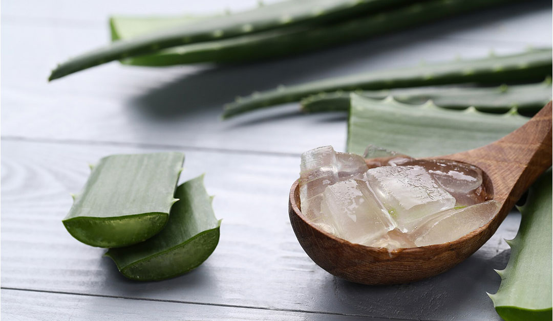 Unlock the Versatile Benefits of Aloe Vera