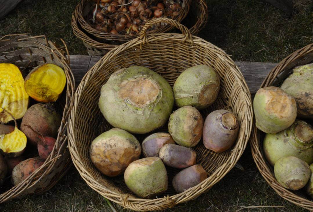 Rutabaga turneps benefits